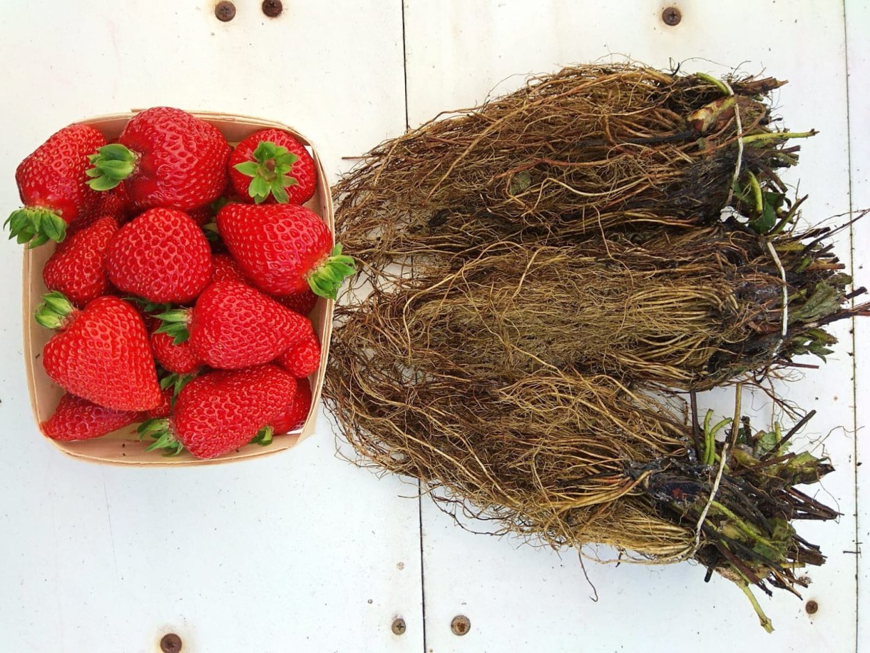 Рассада клубники фриго