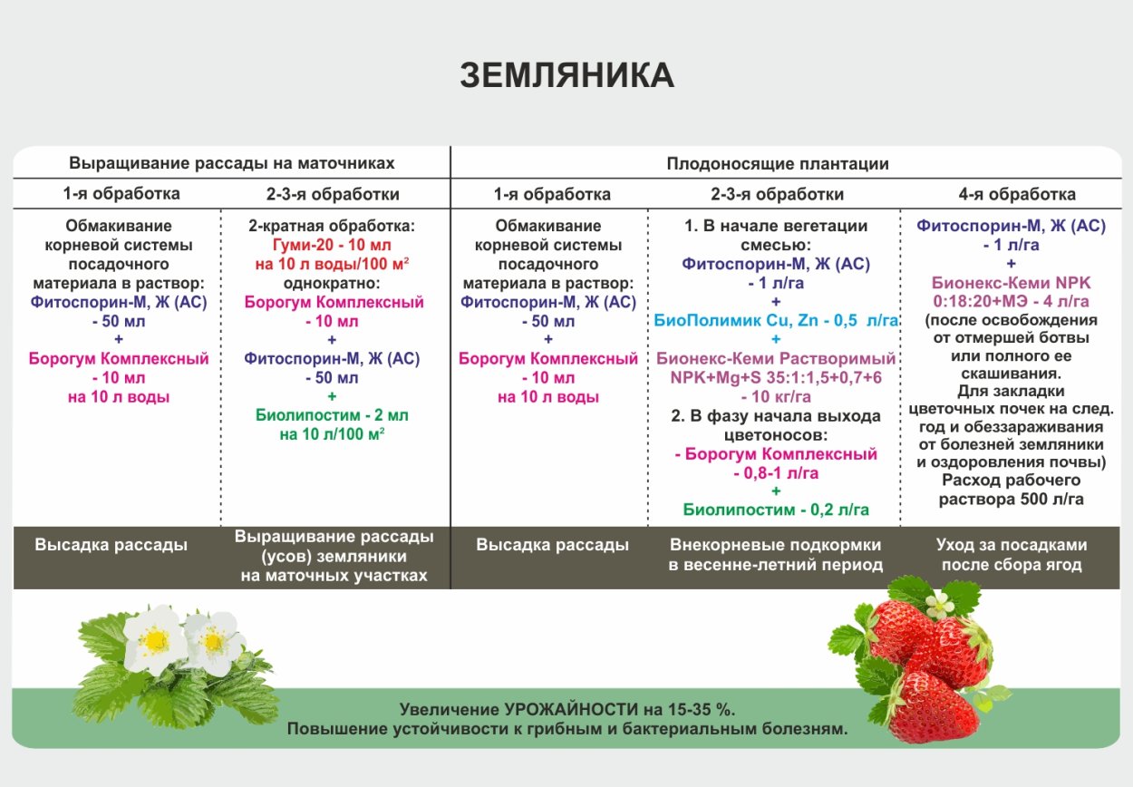 Схема подкормок земляники