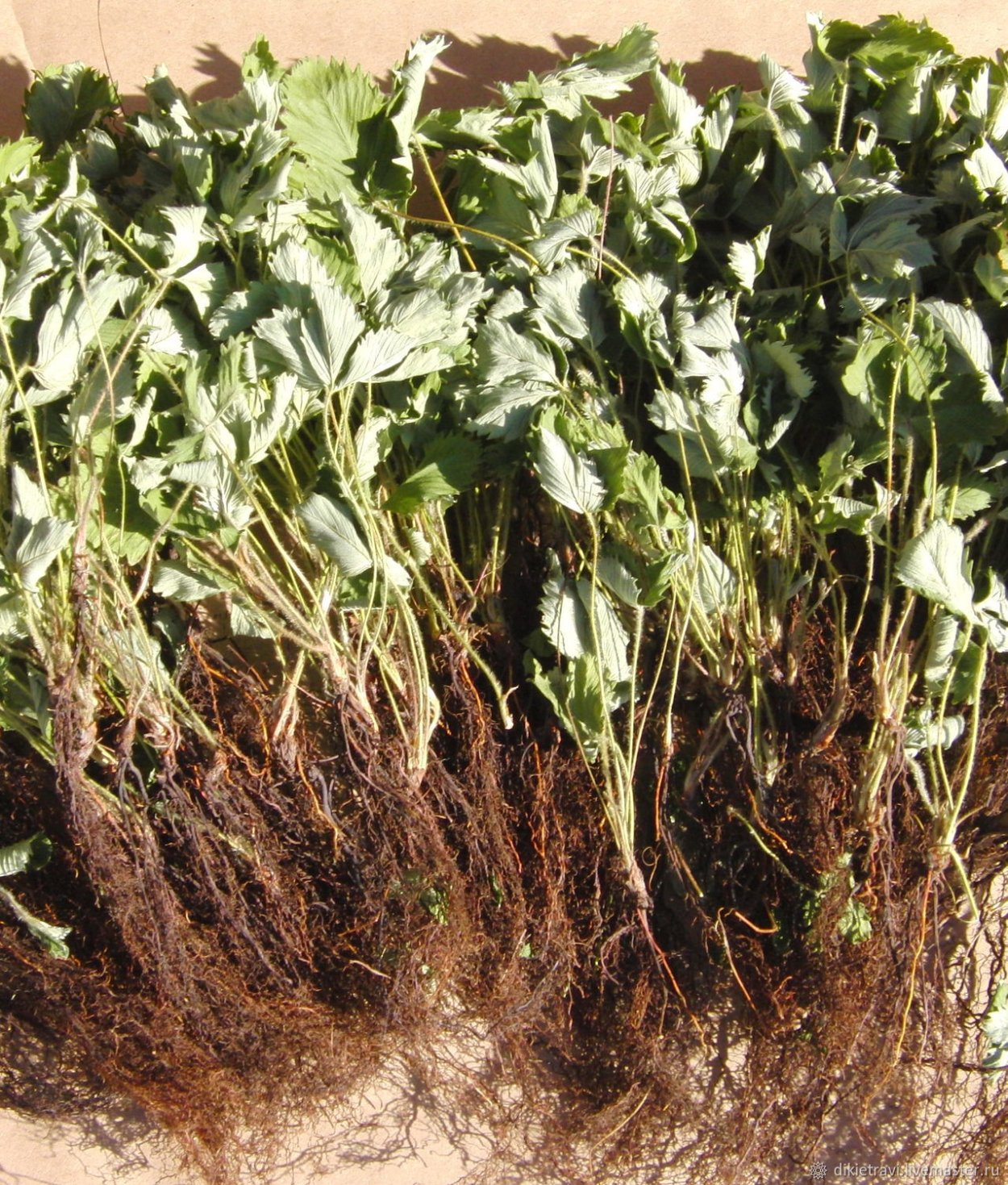 Корни клубники