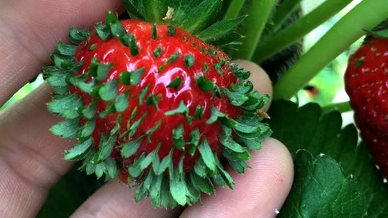 Проросшая клубника