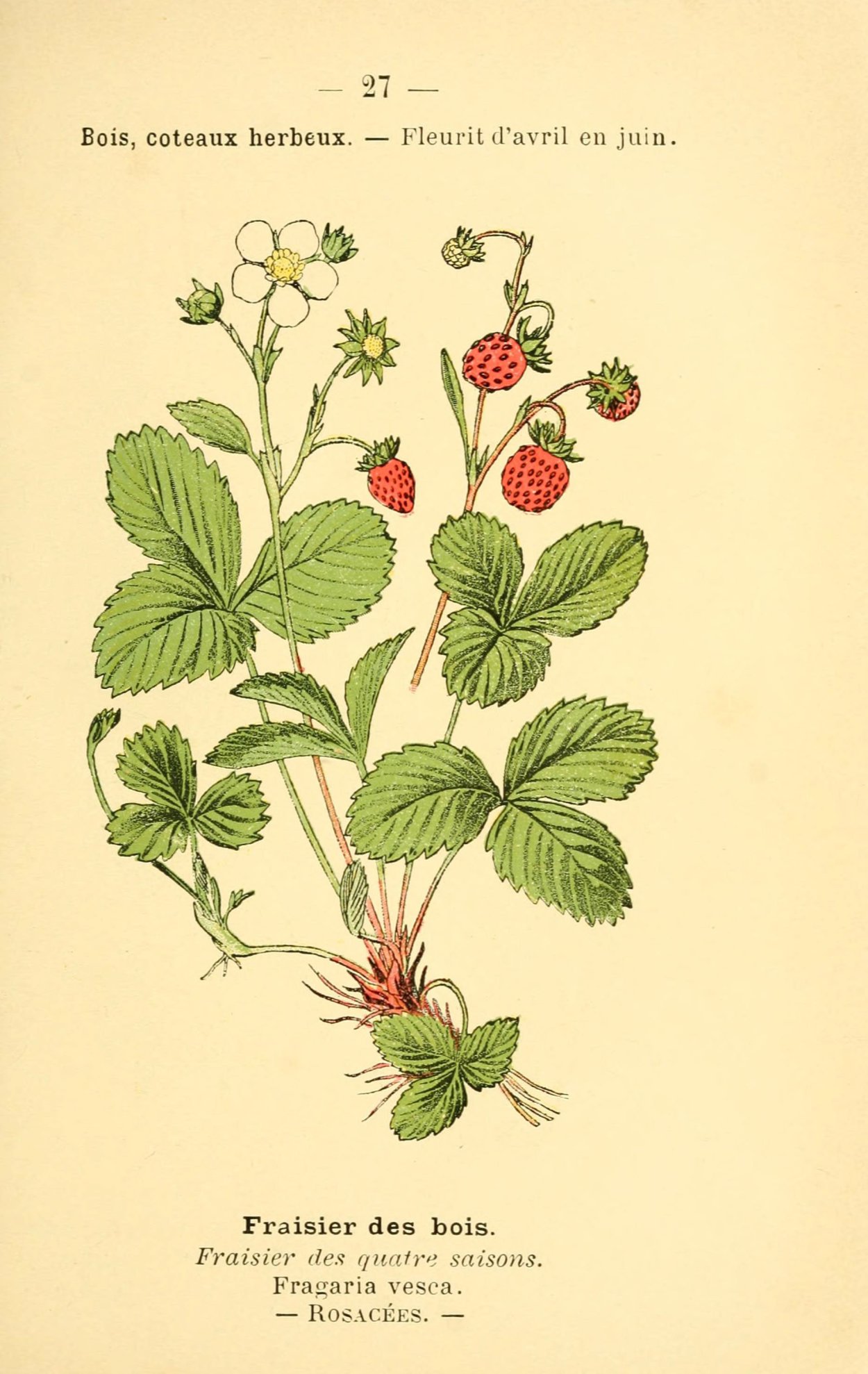 Земляника Лесная Ботанический рисунок