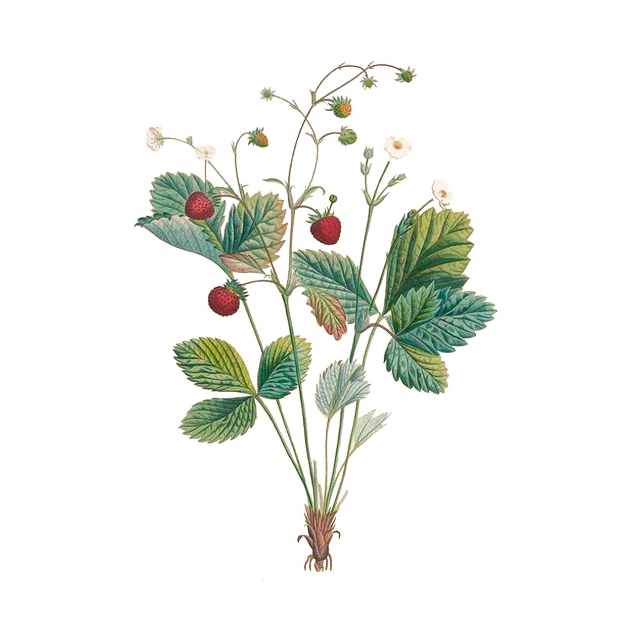 Земляника Лесная гербарий