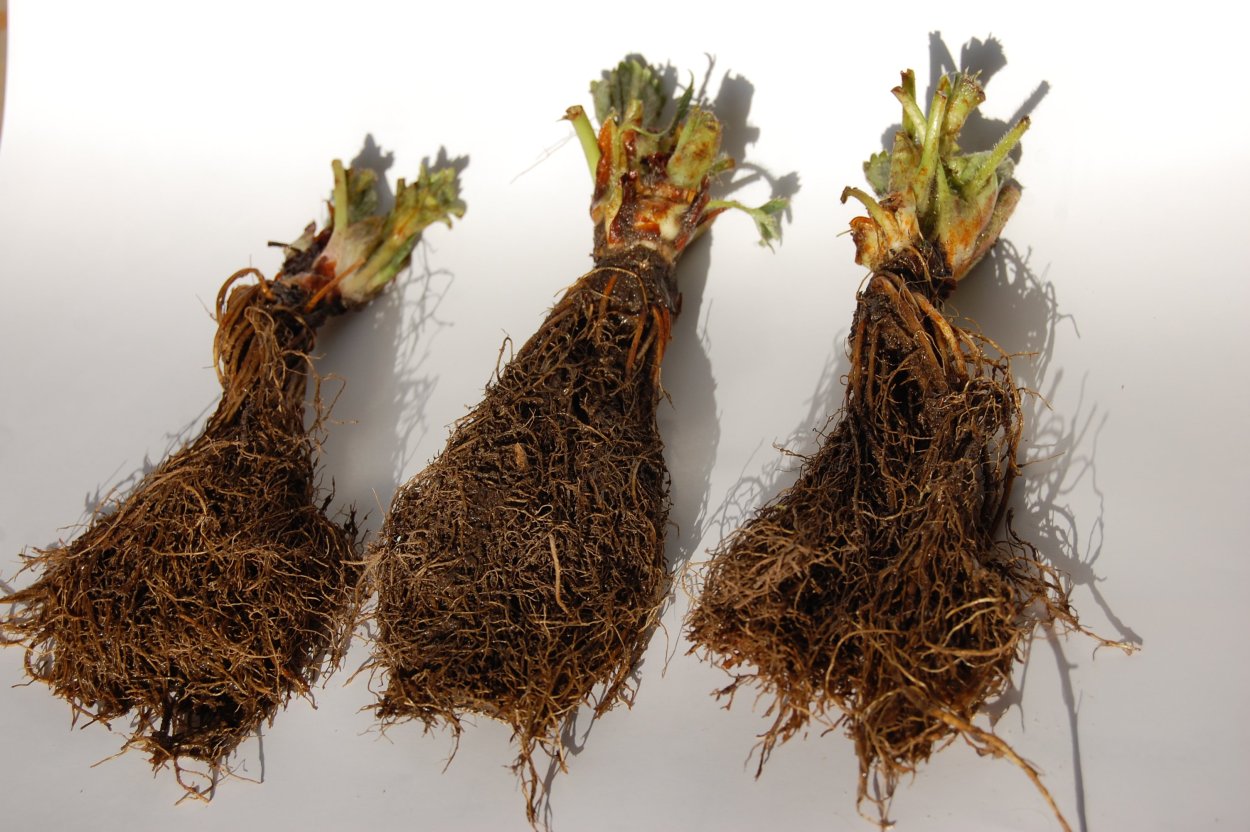 Клубника фриго