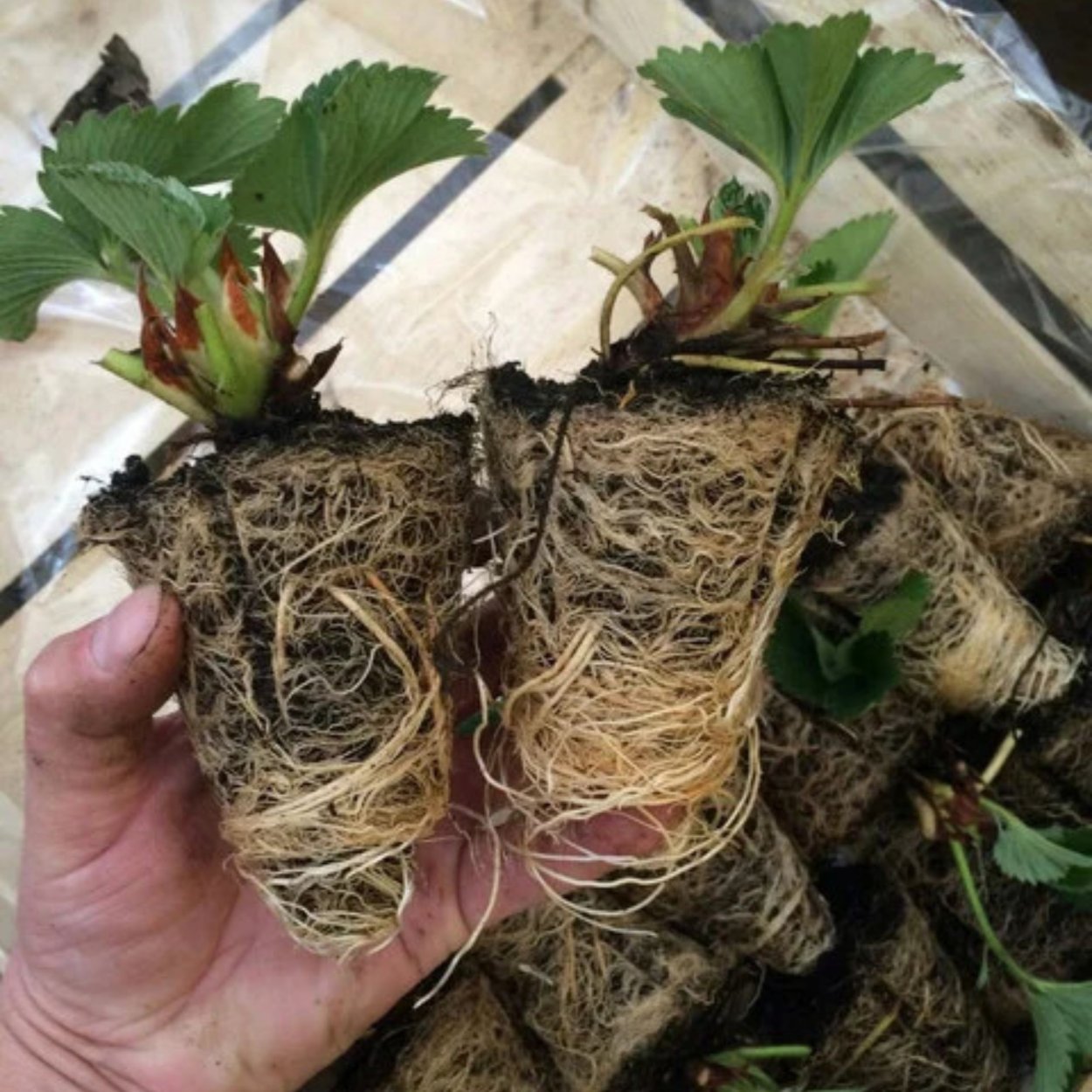 Саженцы Tray клубники