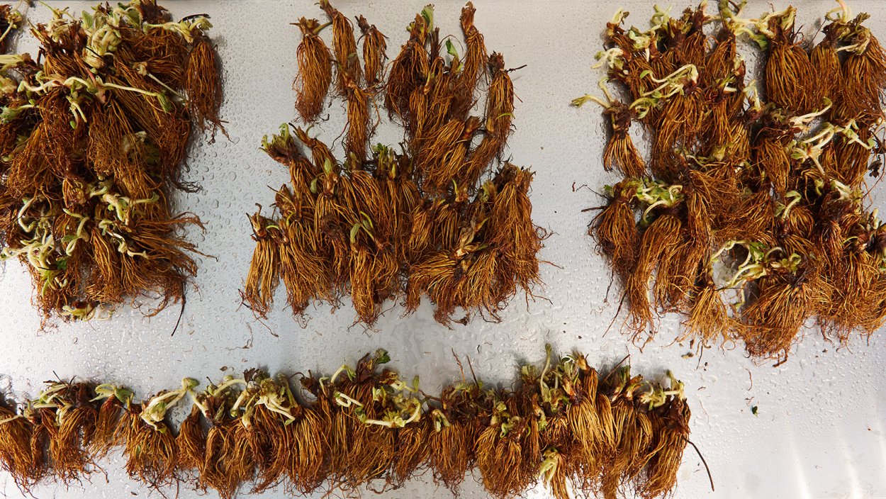 Клубника фриго Окс