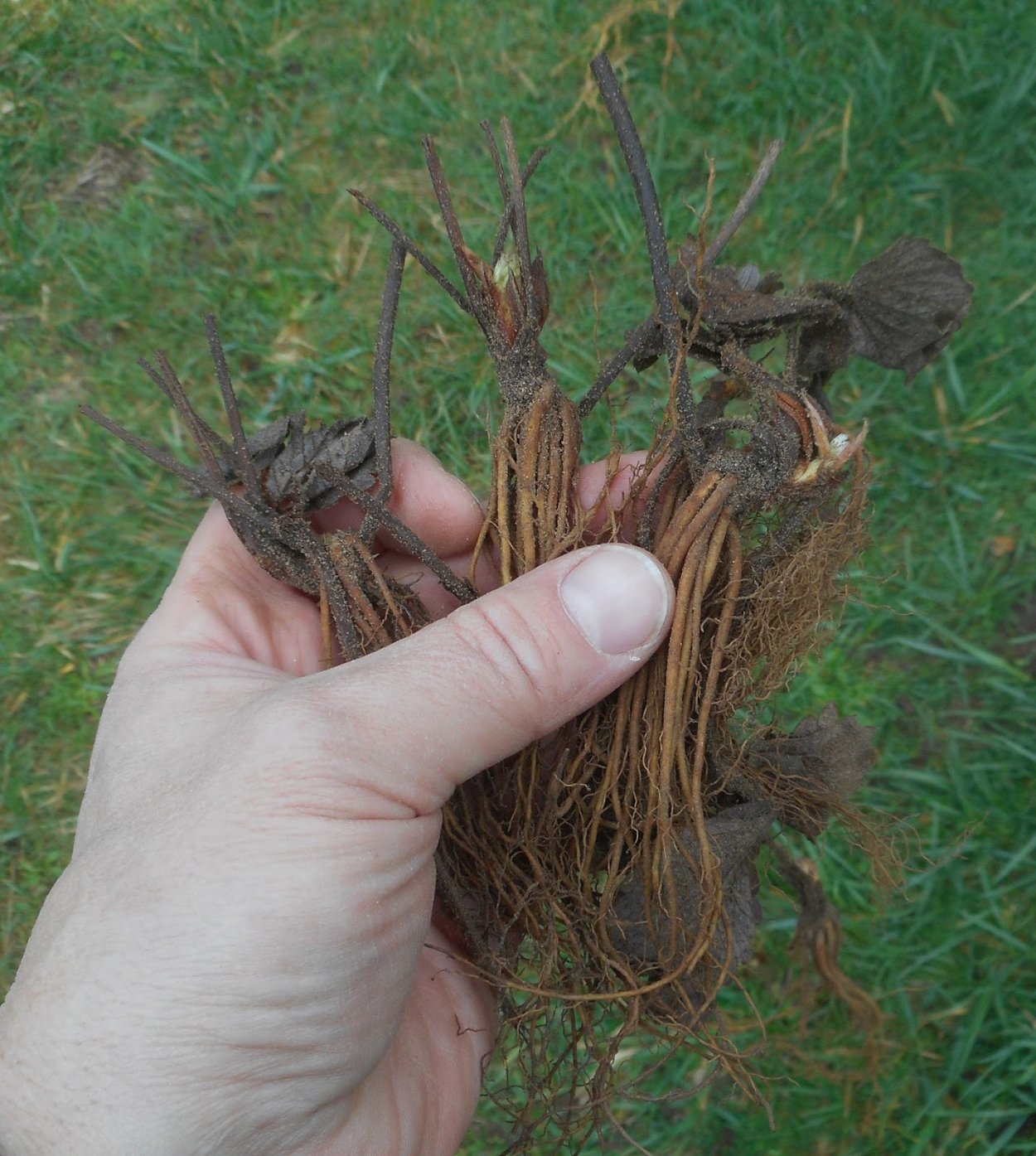 Выселяющий корень