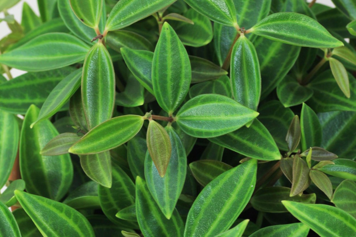 Пеперомия puteolata (