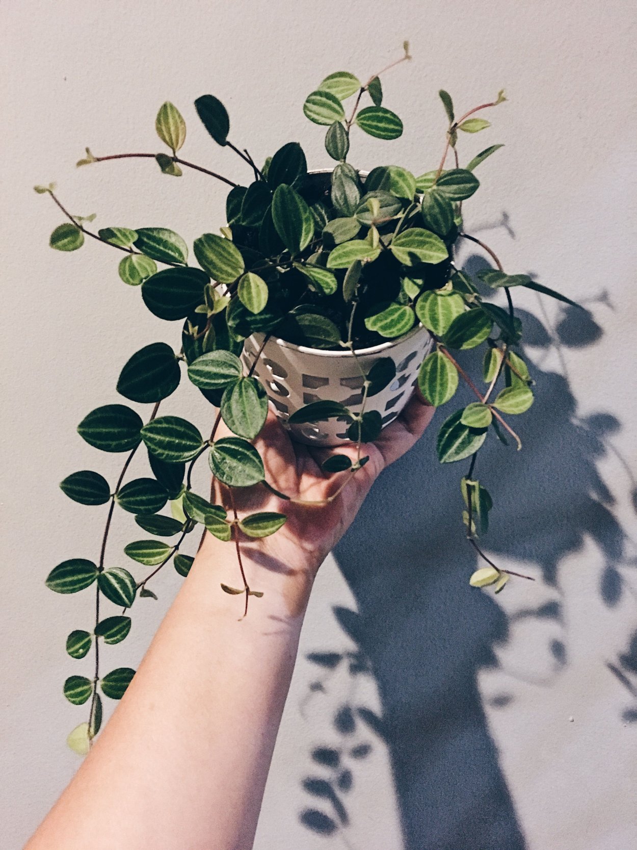 Пеперомия мутовчатая