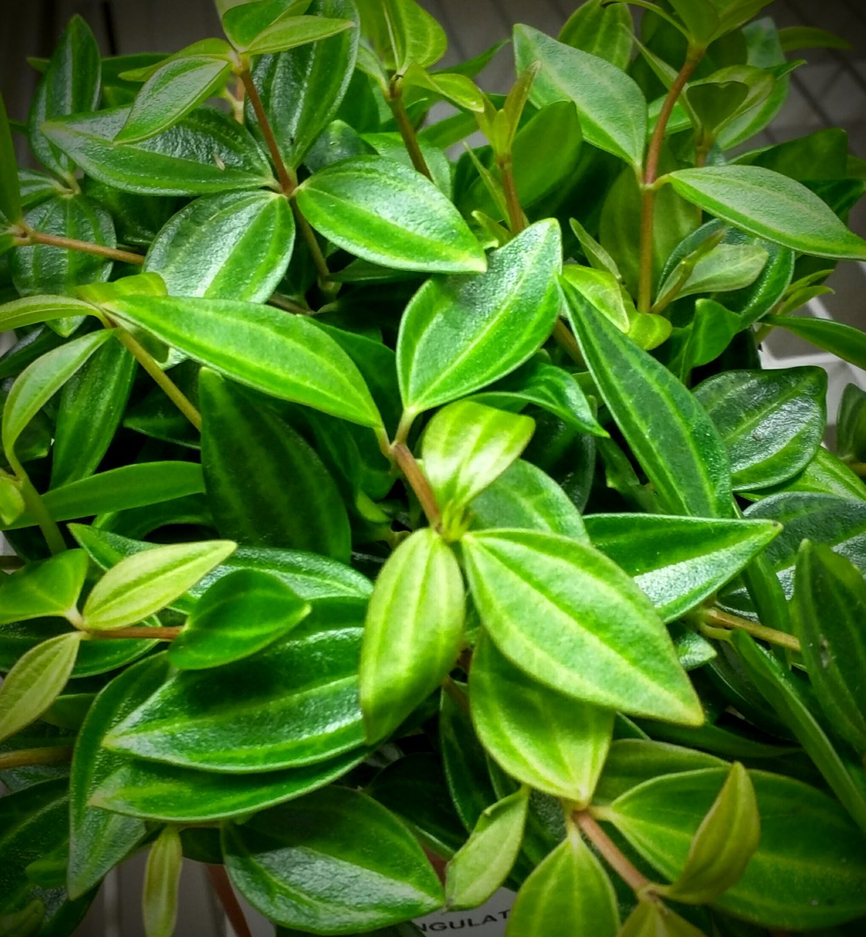 Пеперомия глабелла цветение