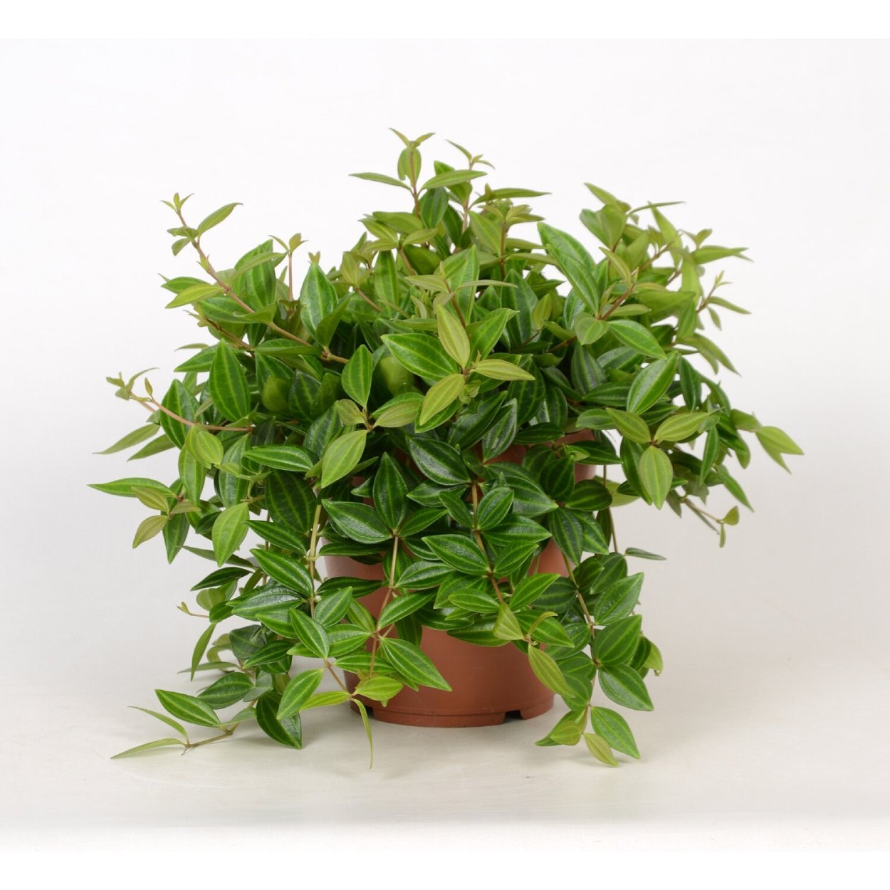 Пеперомия Peperomia angulata
