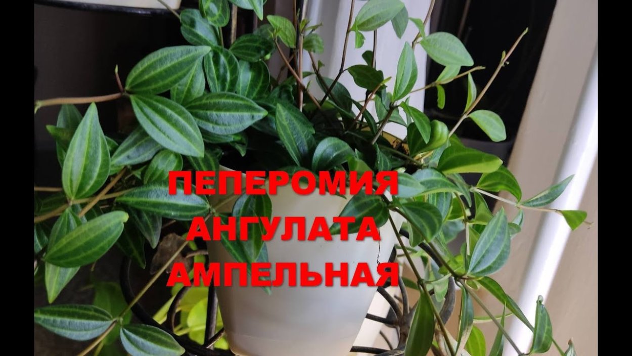 Пеперомия Peperomia angulata