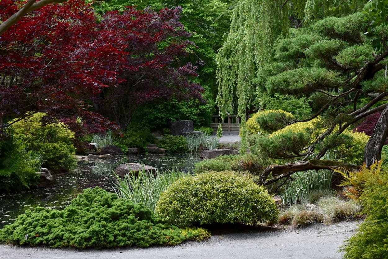 Ирга в японском саду