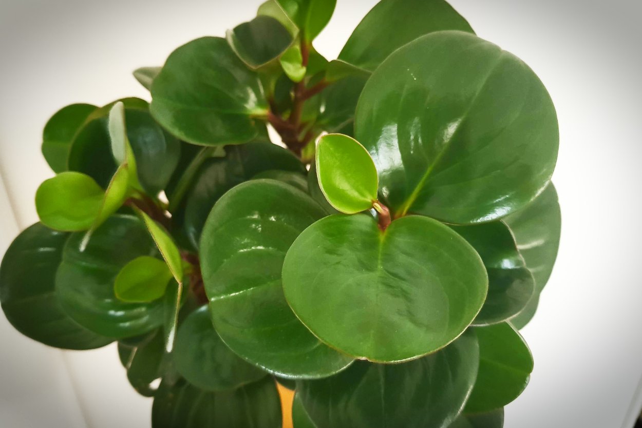 Пеперомия путеолата