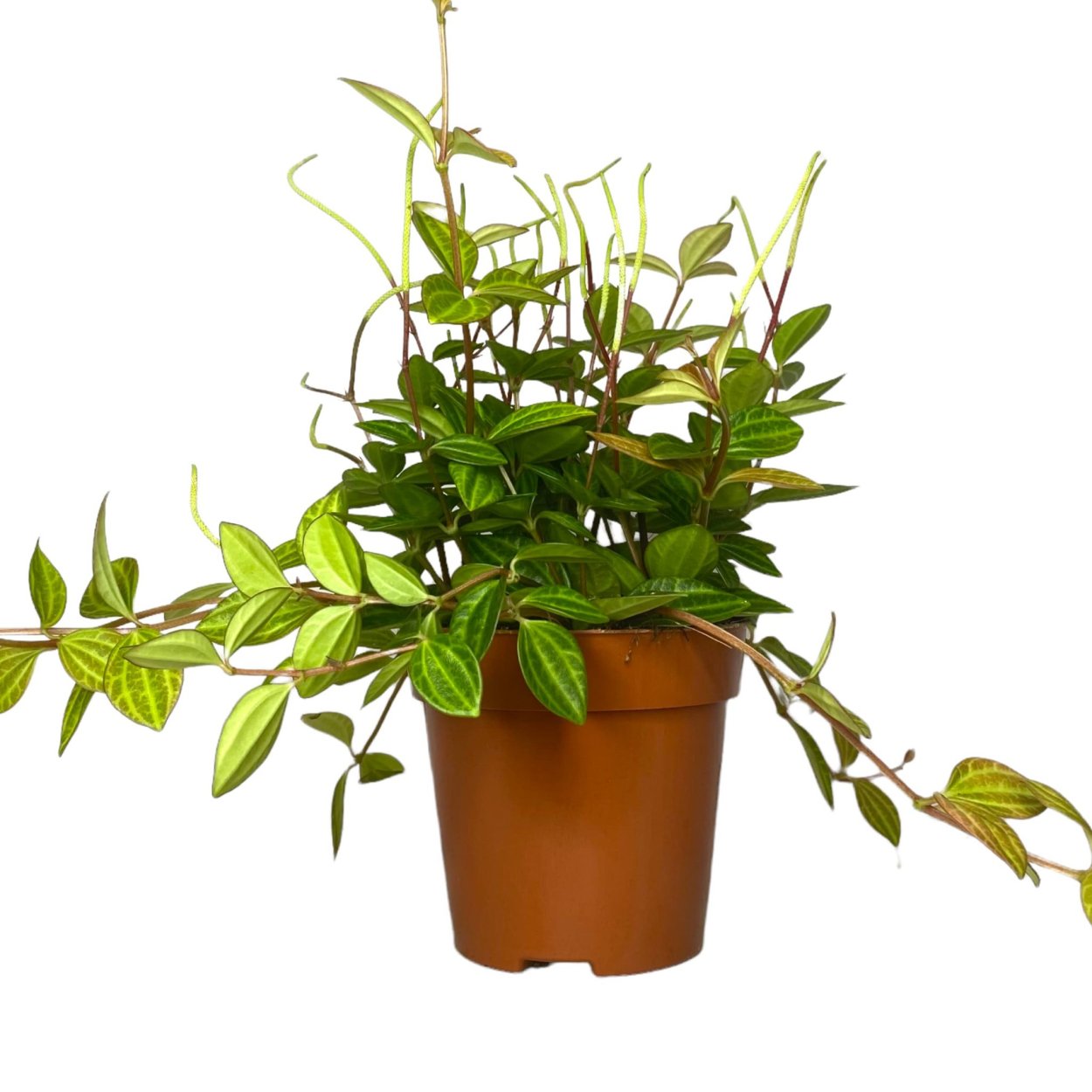 Пеперомия перескифолия