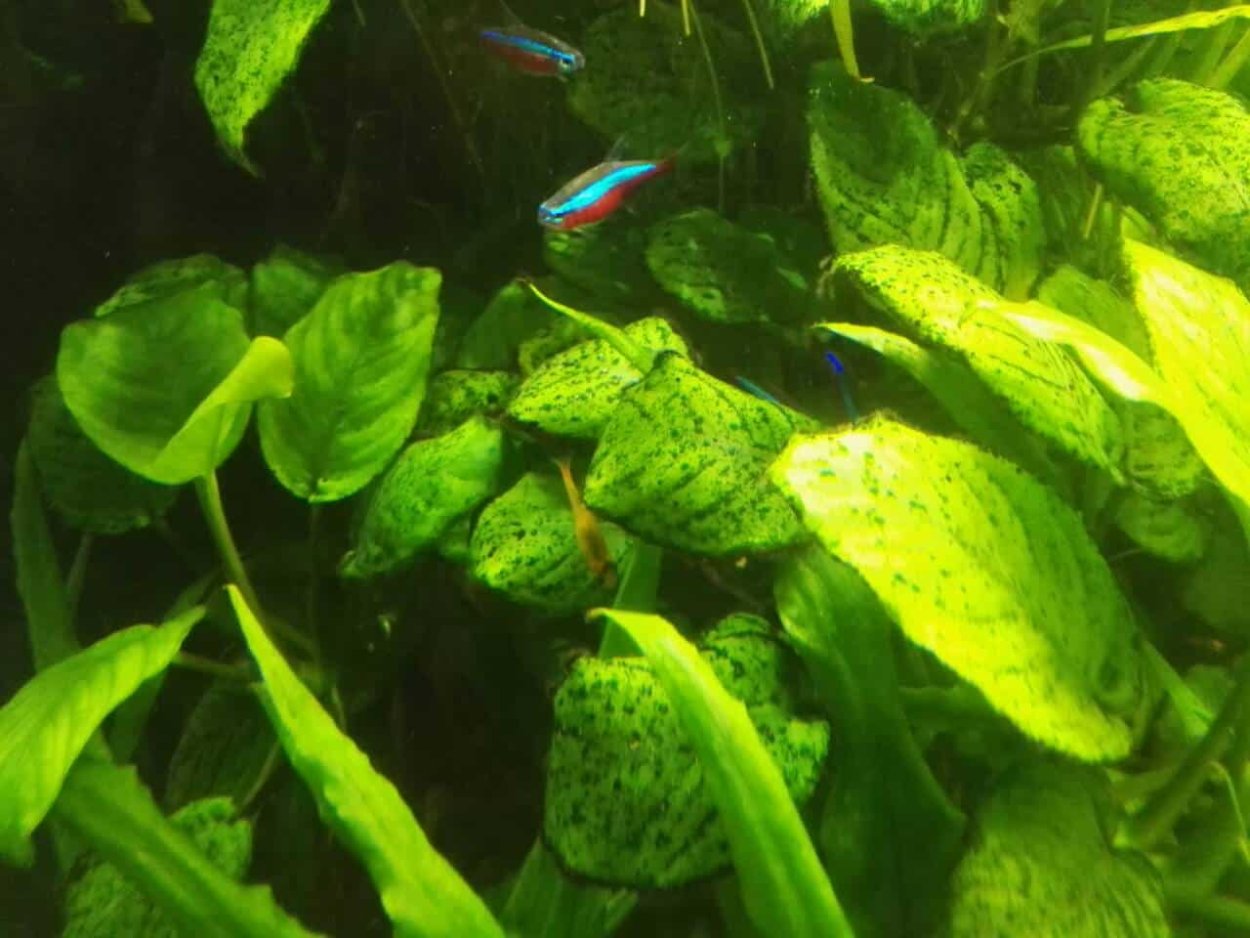 Диамантовые водоросли