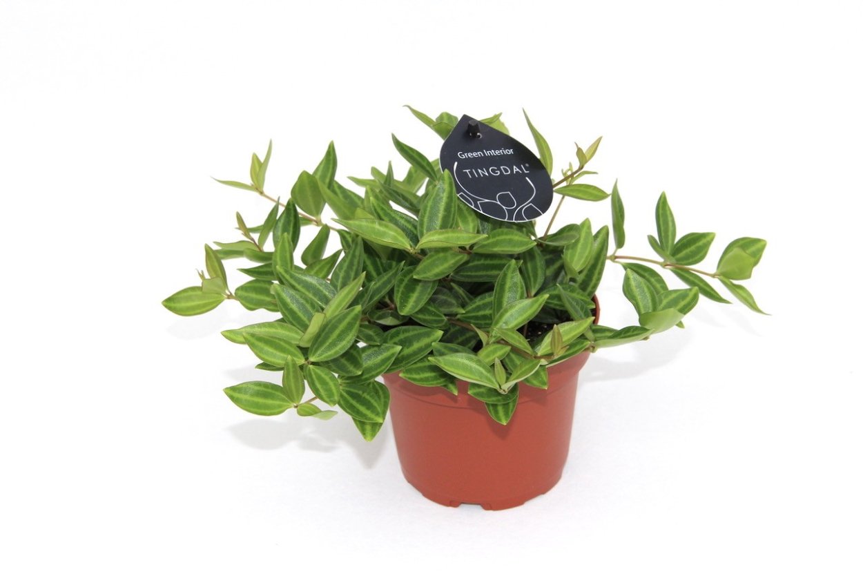 Пеперомия dahlstedtii