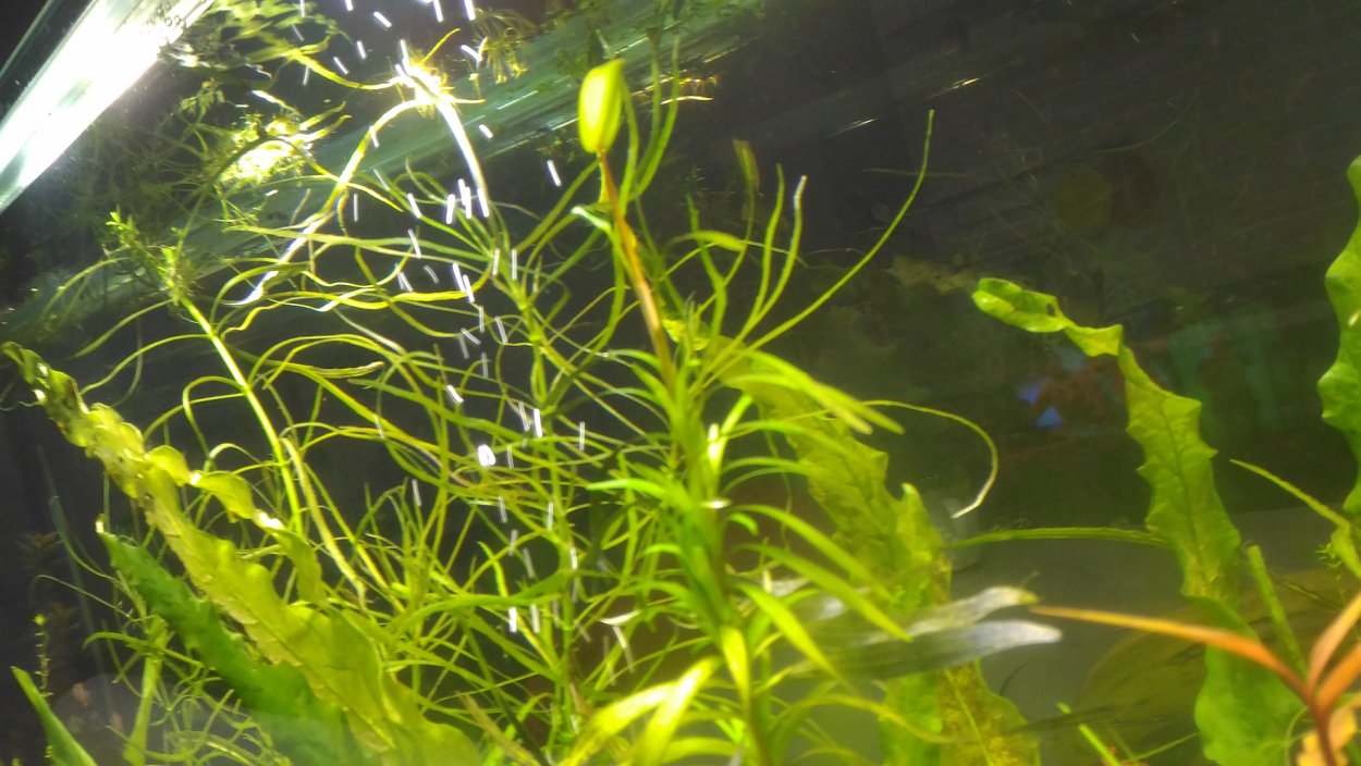 Аквариумное растение похожее на нитчатку