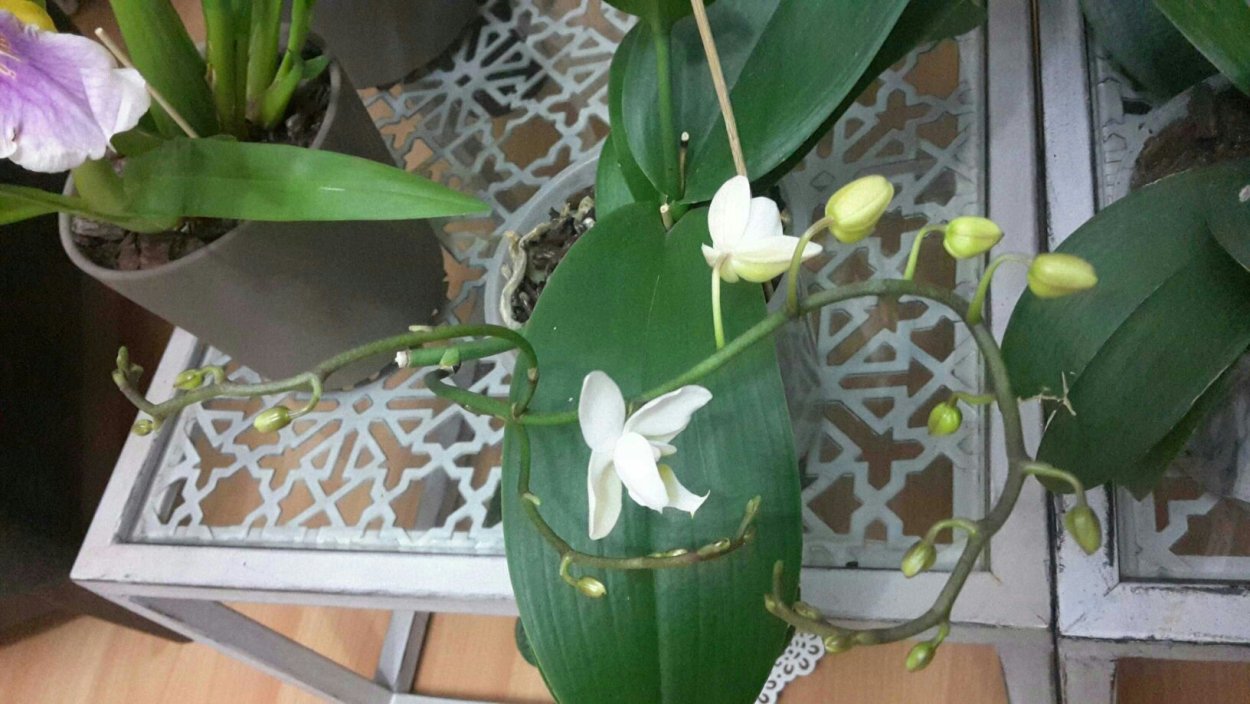 Фаленопсис Phal. Equestris