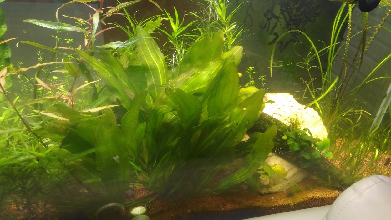 Нитчатка в аквариуме