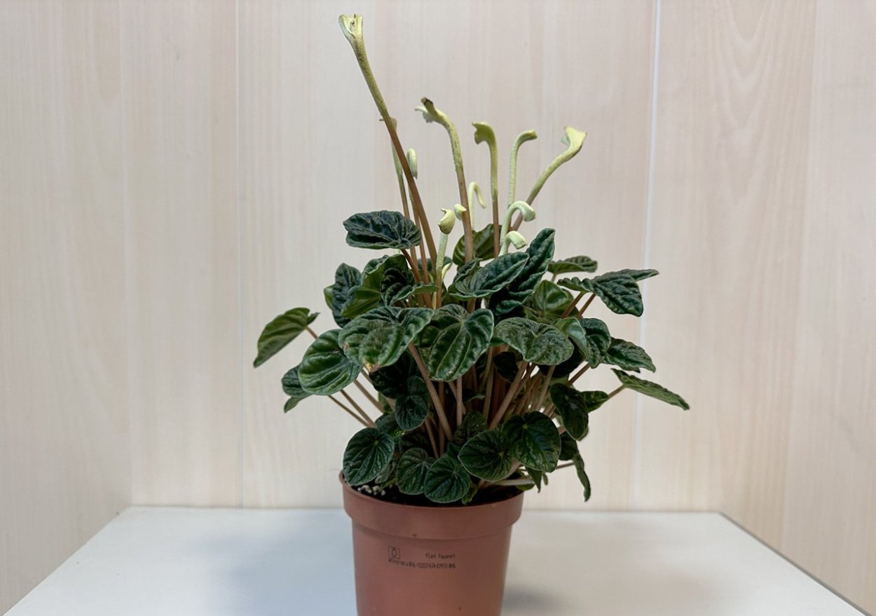 Пеперомия glabella