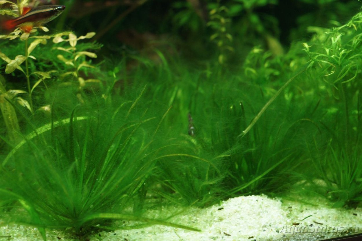 Нитчатые зеленые водоросли