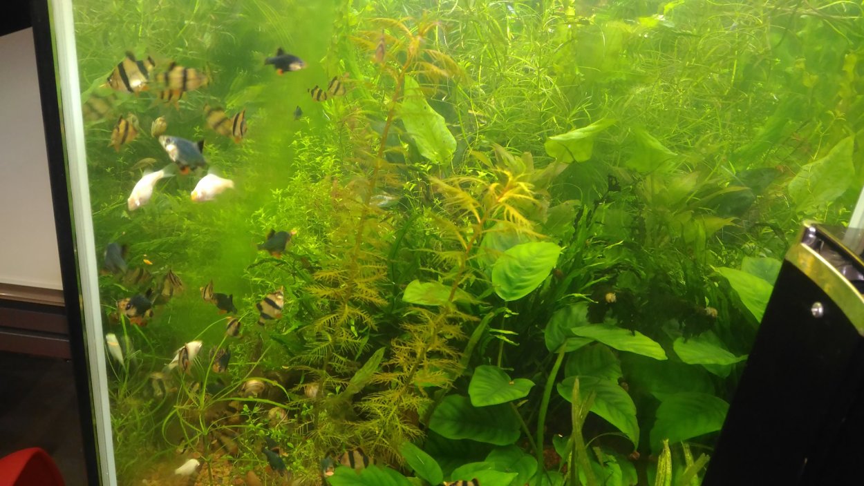 Шайла Стайлз медсестра