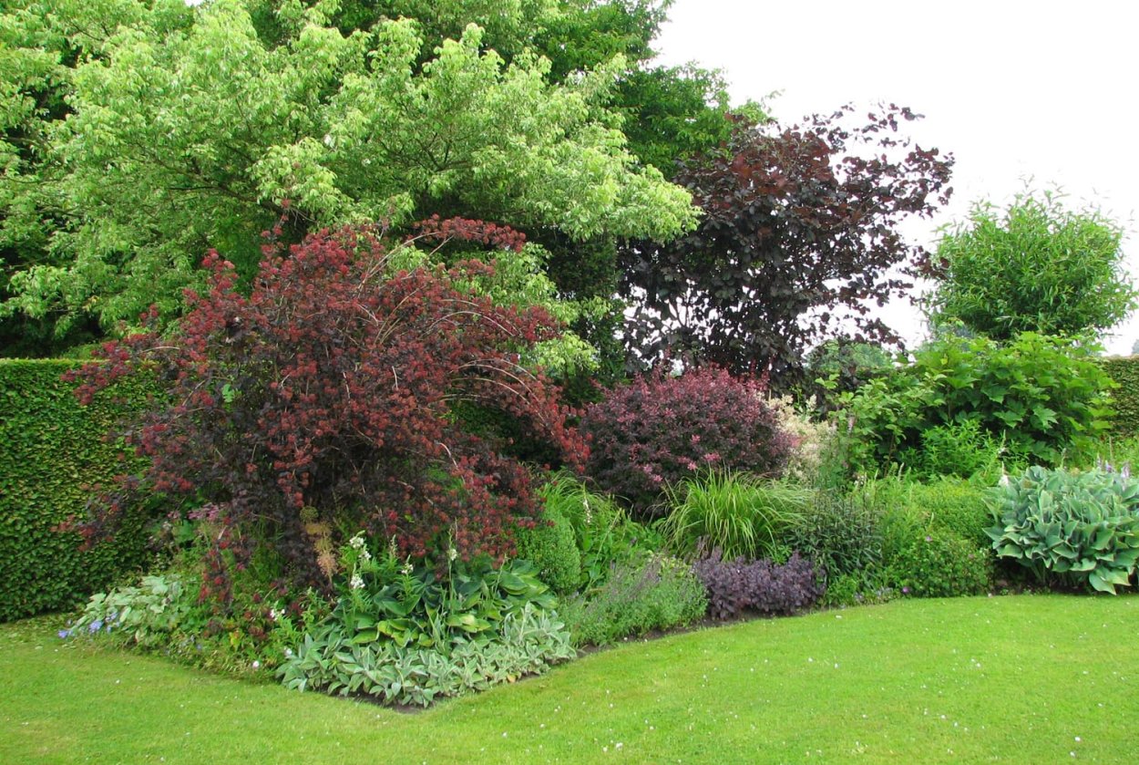 Ирга канадская в миксбордере