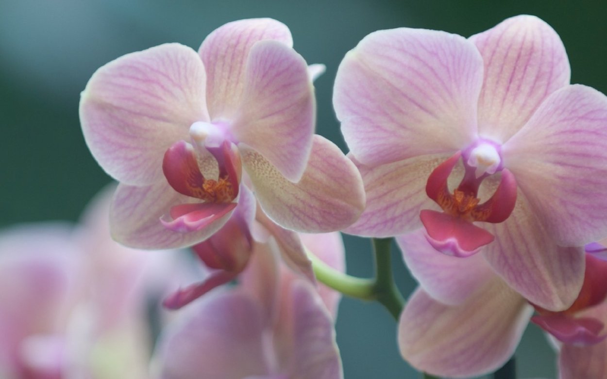 Фаленопсис Пикассо