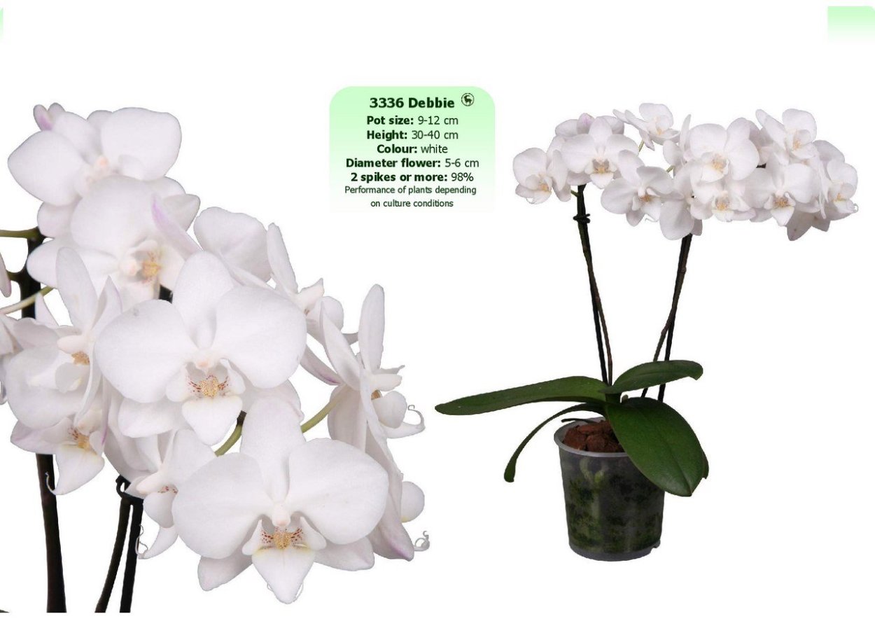 Debbie фаленопсис