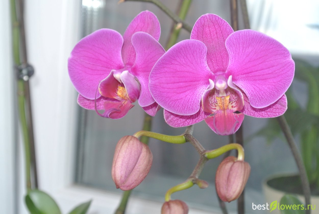 Фаленопсис Бьюти Даймонд
