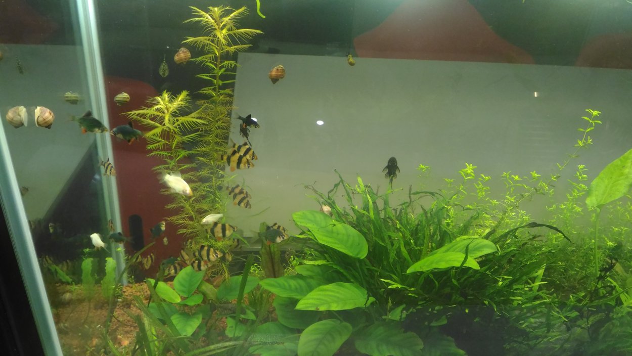 Аквариум водоросли нитчатка