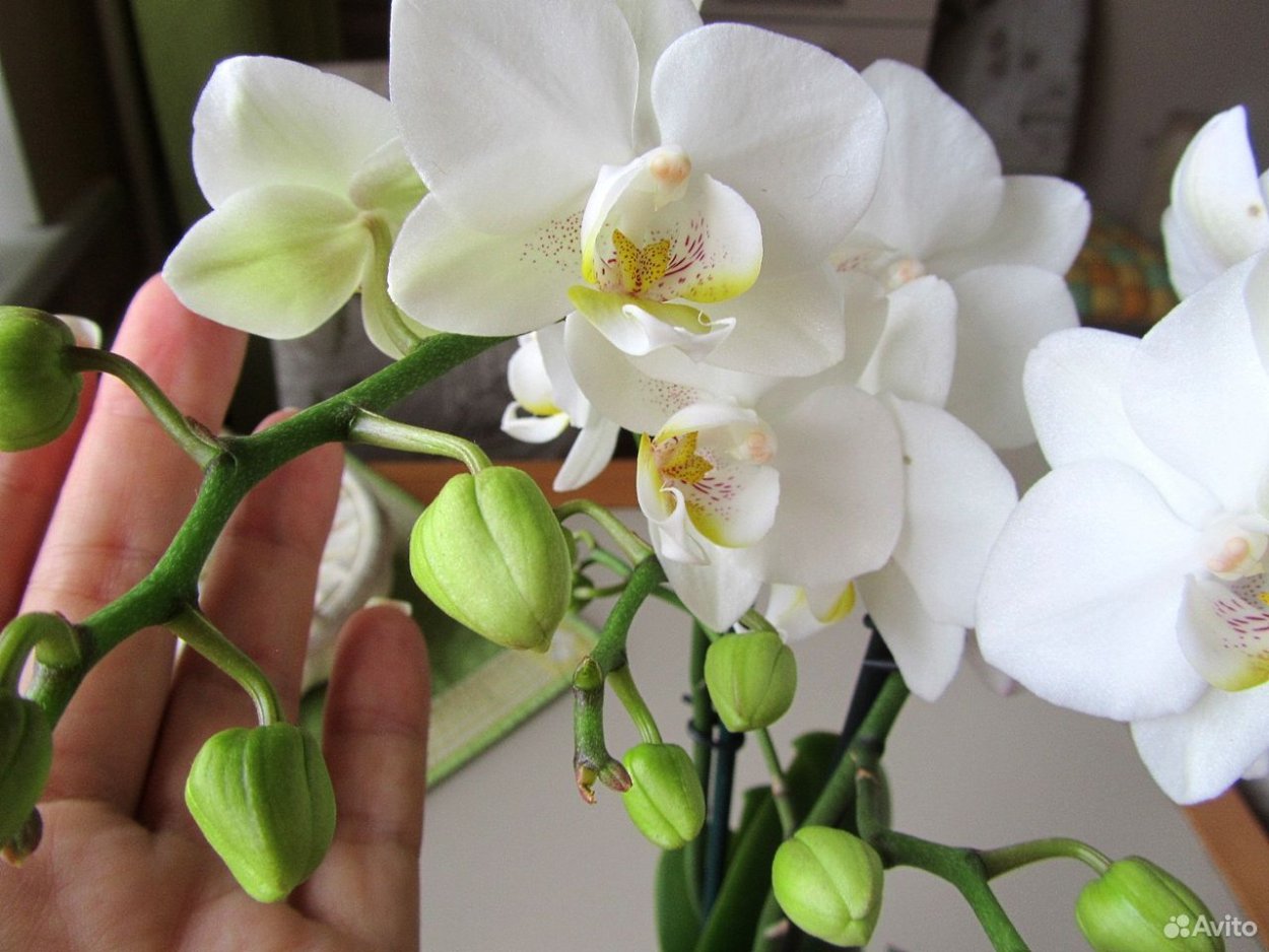 Фаленопсис Амабилис