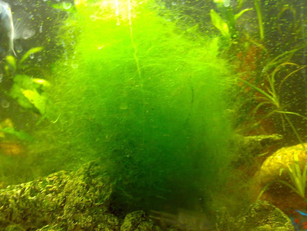 Кладофора нитчатая водоросль