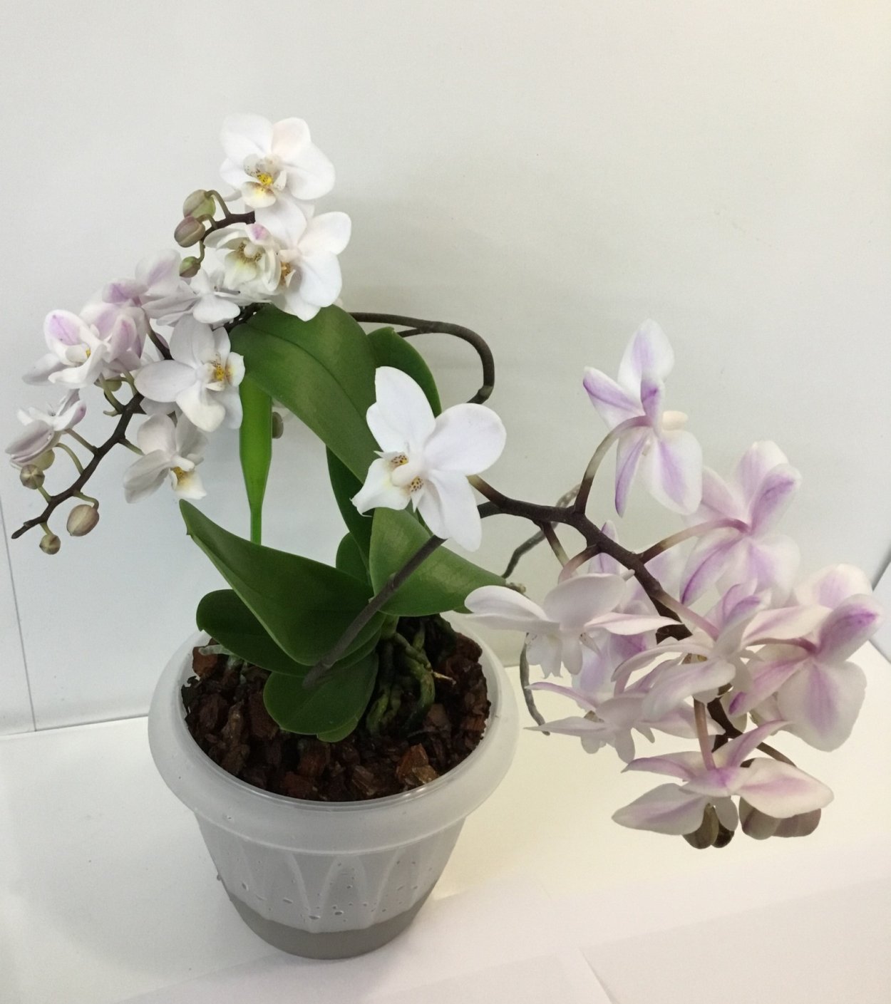 Орхидея мультифлора Замбия