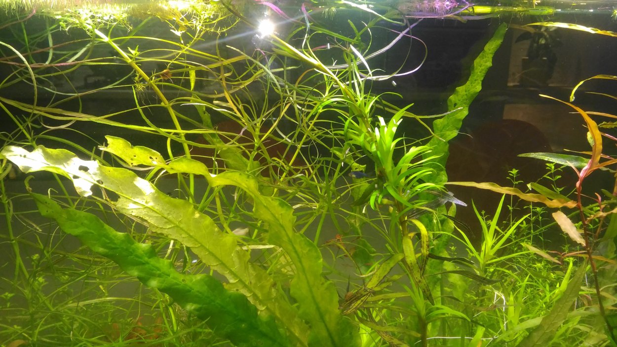 Нитчатка на валлиснерии