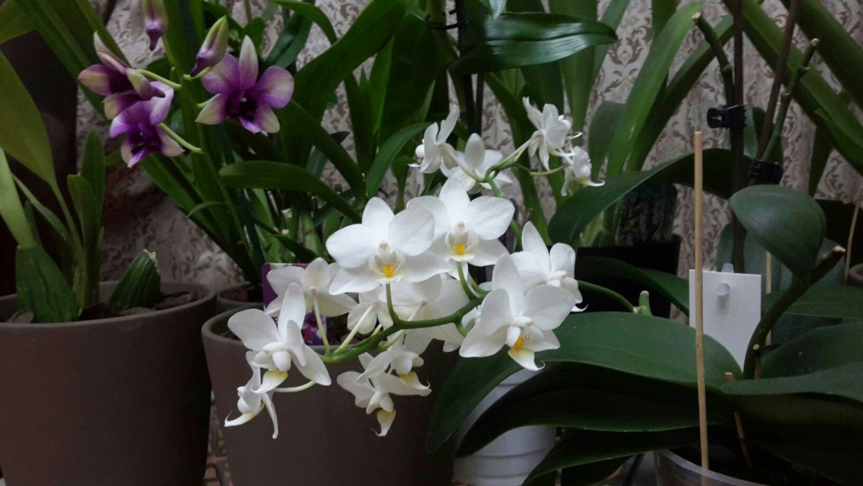 Орхидея Phalaenopsis, multiflora