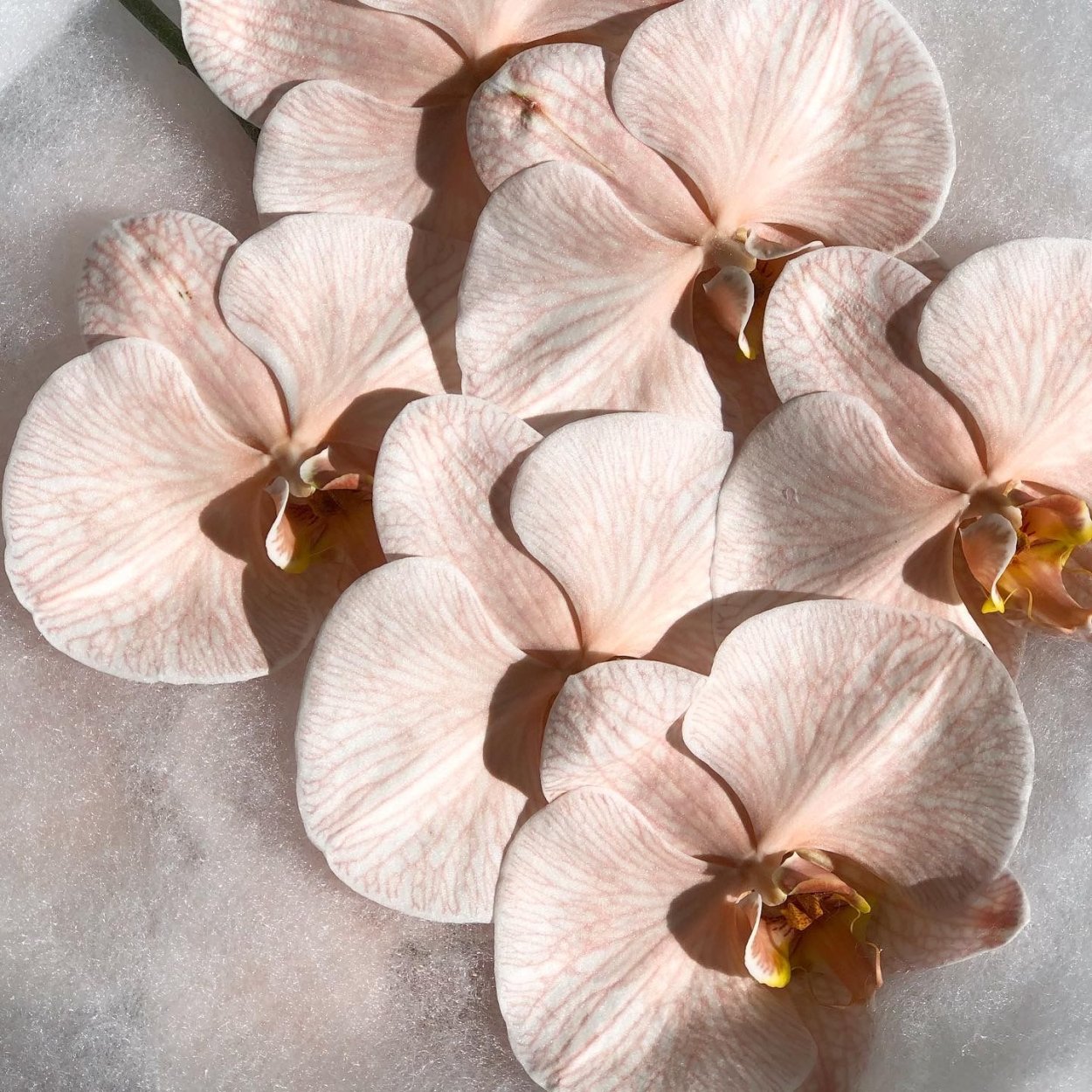 Фаленопсис комнатная Эстетика