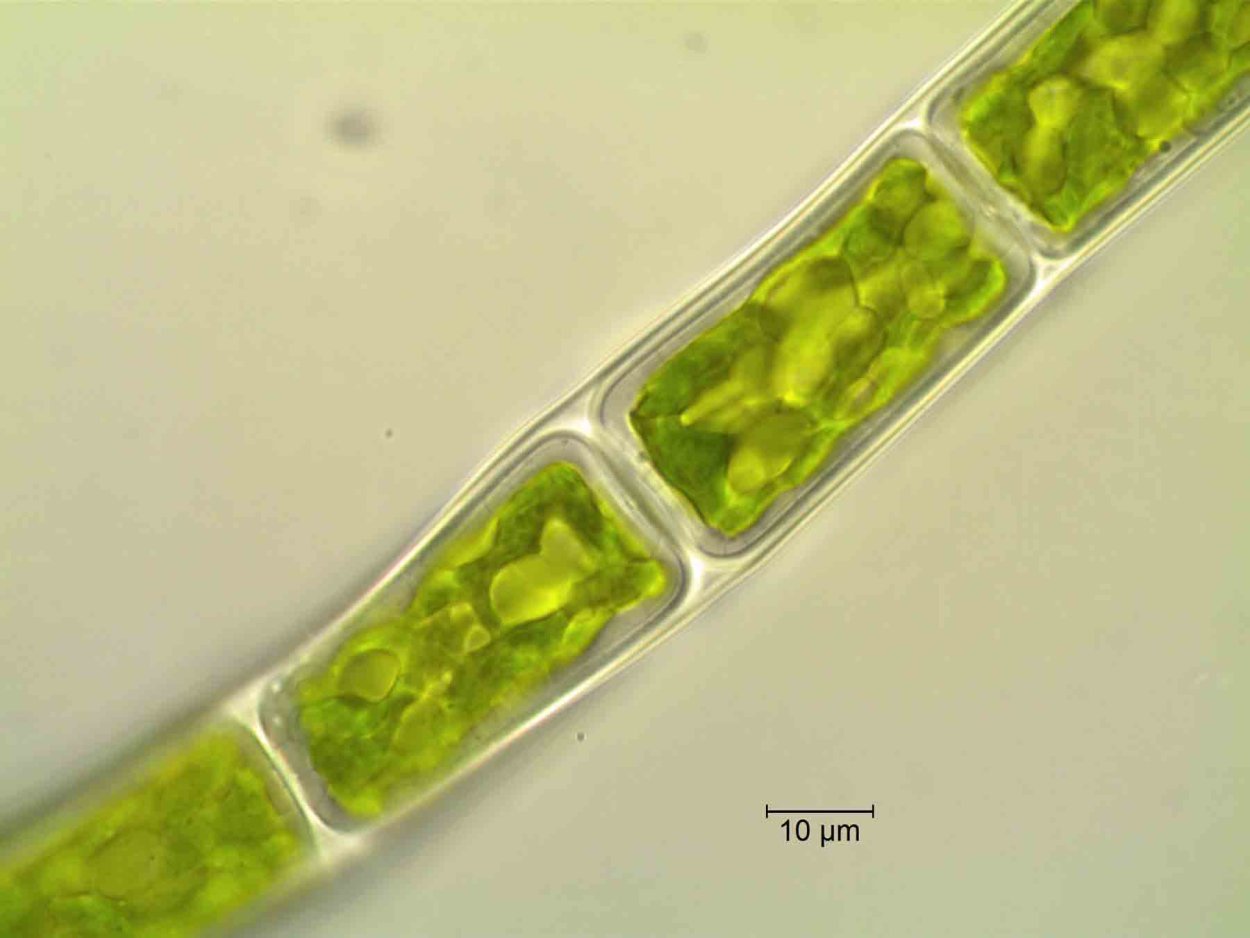 Rhizoclonium riparium