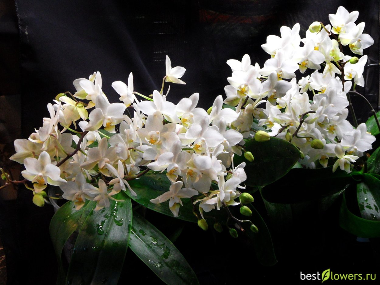 Икебана гиацинт Орхидея