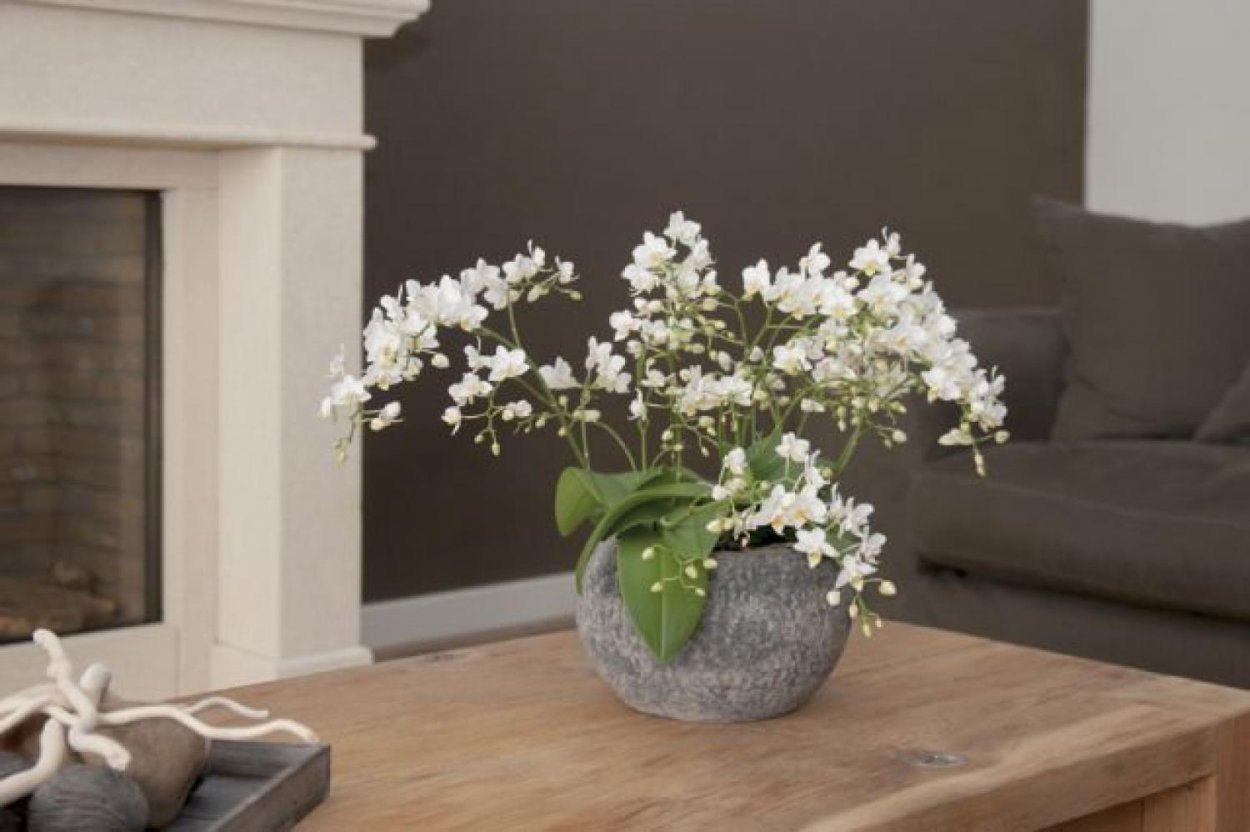 Фаленопсис Soft cloud