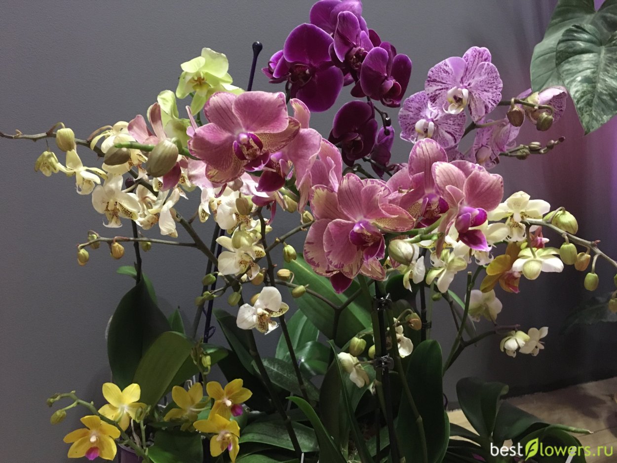 Эквестрис Альба Орхидея