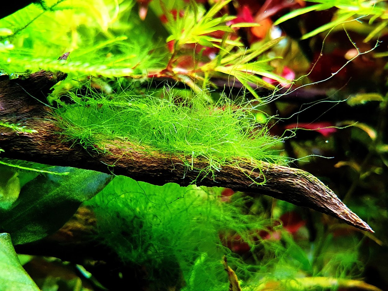 Кладофора водоросль