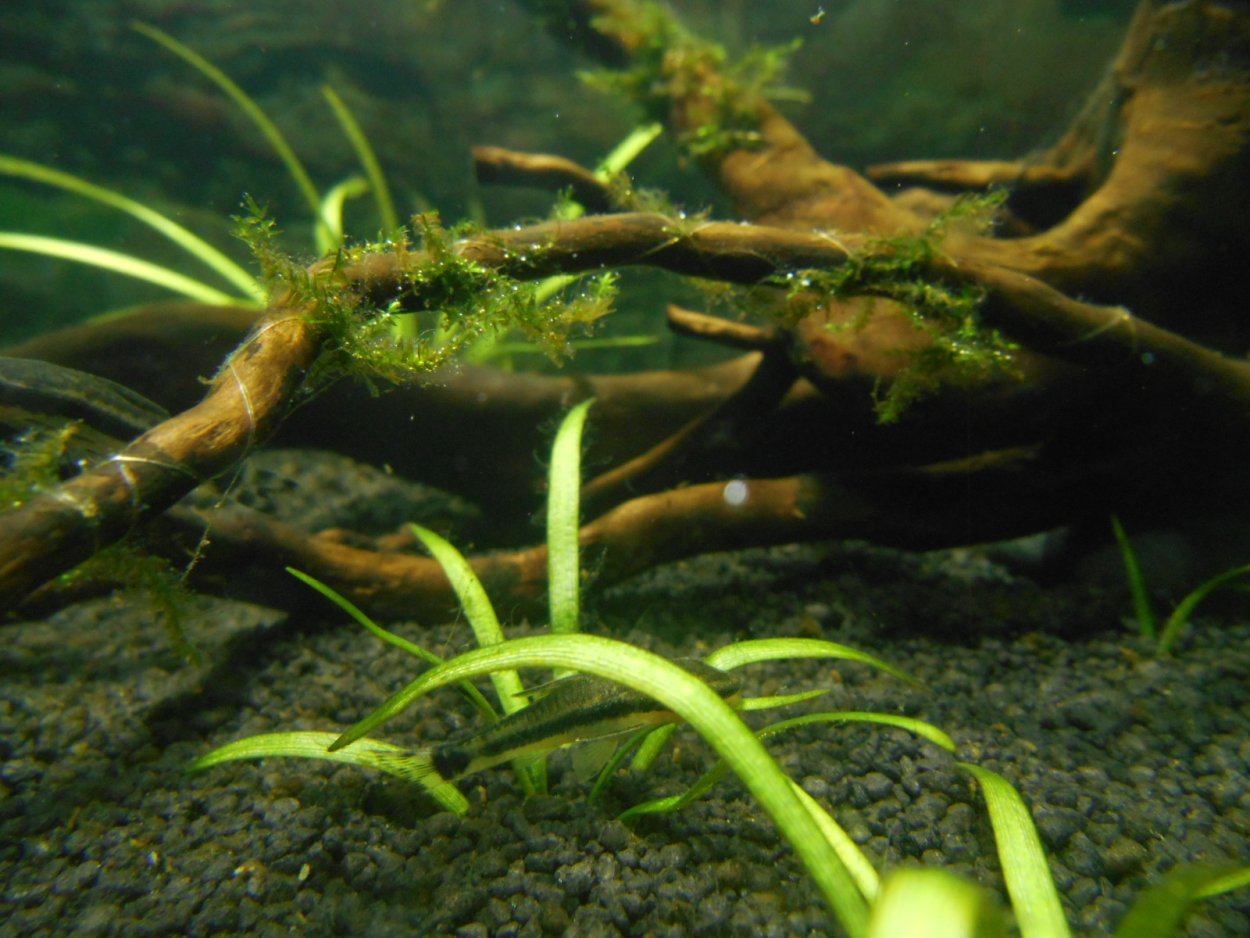 Кладофора водоросль микроскоп