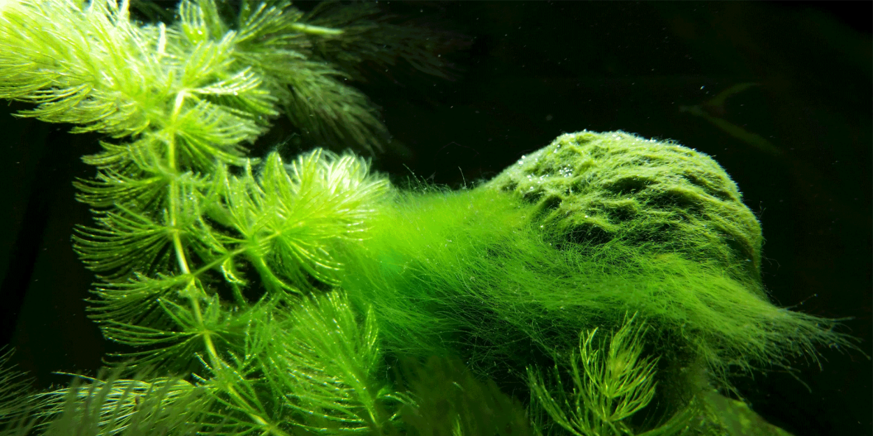 Кладофора спирогира