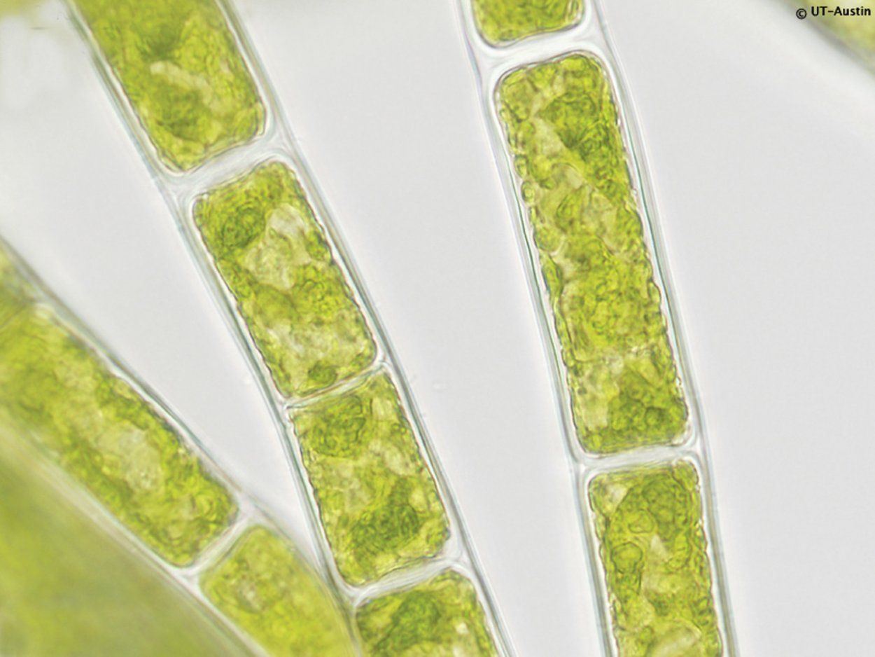 Rhizoclonium hieroglyphicum