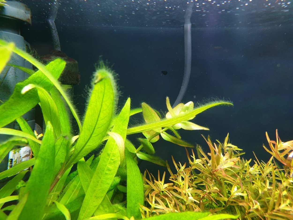Аквариум водоросли нитчатка