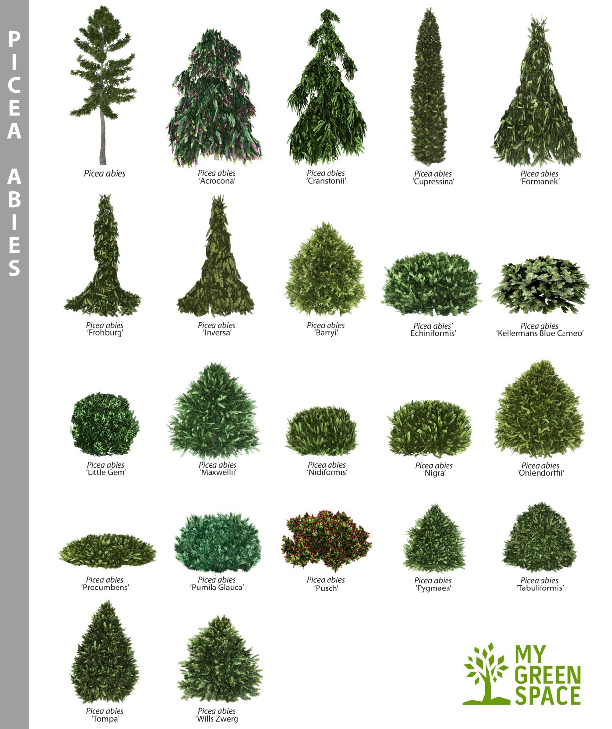 Хвойное дерево куст название