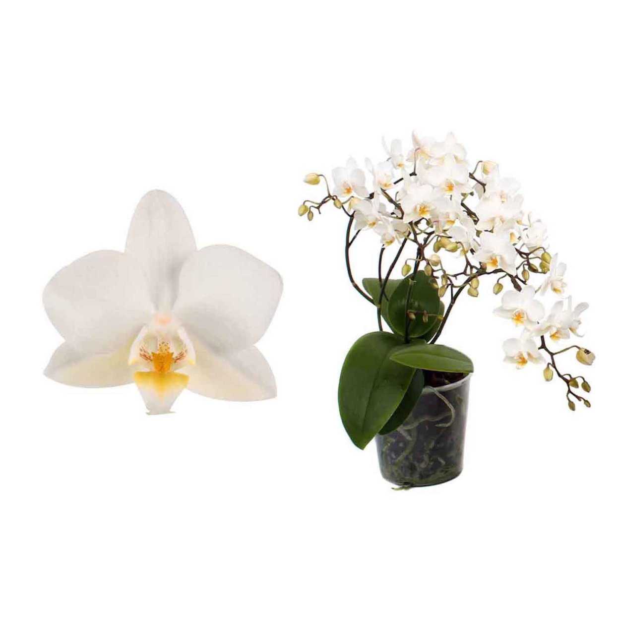 Орхидея мультифлора белая