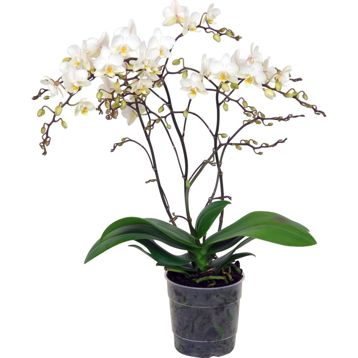 Фаленопсис мультифлора Mia