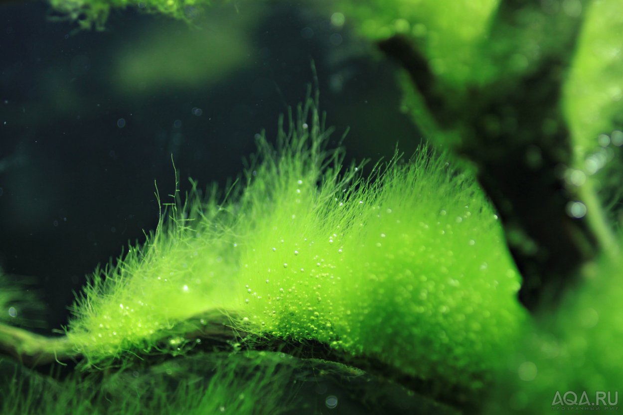 Кладофора Бродячая водоросль